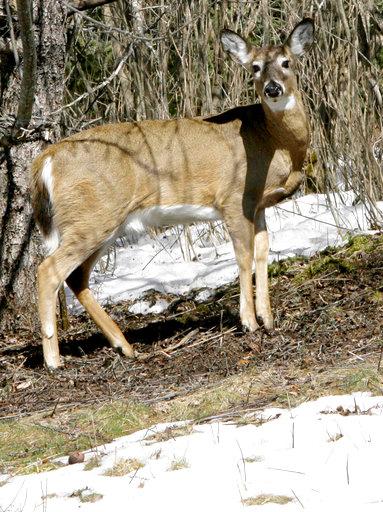 FILE -- In this March 28, 2007, file photo a deer looks up from grazing under a tree, in Sharon, Vt. Deer biologists across northern New England are dusting off their plans for dealing with a fatal disease that has been spreading across North America for a half-century and was recently discovered again on a Canadian game farm. [Photo: AP/Toby Talbot]