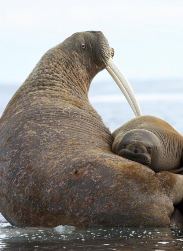This July 15, 2012, photo provided by the U.S. Geological Survey shows a female Pacific walrus and her young on an ice floe in East Chukchi Sea, Alaska. A lawsuit making its way through federal court in Alaska will decide whether Pacific walruses should be listed as a threatened species, giving them additional protections. Walruses use sea ice for giving birth, nursing and resting between dives for food but the amount of ice over several decades has steadily declined due to climate warming. [Photo: AP/S.A. Sonsthagen/U.S. Geological Survey]