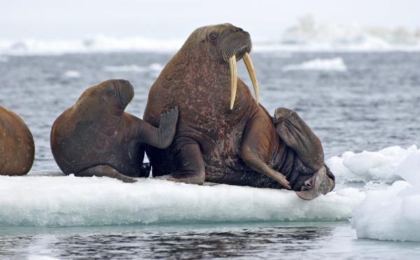 This June 12, 2010, photo provided by the United States Geological Survey shows Pacific walruses resting on an ice flow in the Chukchi Sea, Alaska. A lawsuit making its way through federal court in Alaska will decide whether Pacific walruses should be listed as a threatened species, giving them additional protections. Walruses use sea ice for giving birth, nursing and resting between dives for food but the amount of ice over several decades has steadily declined due to climate warming. [Photo: AP/S.A. Sonsthagen/U.S. Geological Survey]