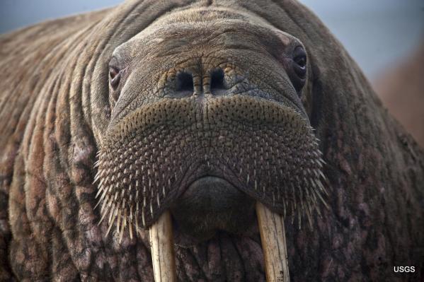 This photo provided by the United States Geological Survey shows a female Pacific walrus resting, Sept. 19, 2013 in Point Lay, Alaska. A lawsuit making its way through federal court in Alaska will decide whether Pacific walruses should be listed as a threatened species, giving them additional protections. Walruses use sea ice for giving birth, nursing and resting between dives for food but the amount of ice over several decades has steadily declined due to climate warming. [Photo: AP/Ryan Kingsbery/U.S. Geological Survey]