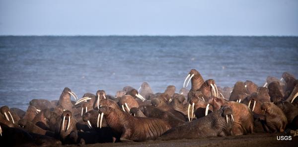 FILE - In this Sept. 2013 photo provided by the United States Geological Survey, Pacific walruses gather to rest on the shores of the Chukchi Sea near the coastal village of Point Lay, Alaska. A lawsuit making its way through federal court in Alaska will decide whether Pacific walruses should be listed as a threatened species, giving them additional protections. Walruses use sea ice for giving birth, nursing and resting between dives for food but the amount of ice over several decades has steadily declined due to climate warming. [Photo: AP/Ryan Kingsbery/United States Geological Survey]