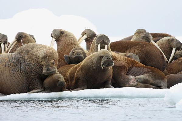 FILE - In this July 17, 2012, file photo, adult female Pacific walruses rest on an ice flow with young walruses in the Eastern Chukchi Sea, Alaska. A lawsuit making its way through federal court in Alaska will decide whether Pacific walruses should be listed as a threatened species, giving them additional protections. Walruses use sea ice for giving birth, nursing and resting between dives for food but the amount of ice over several decades has steadily declined due to climate warming. [Photo: AP/S.A. Sonsthagen/U.S. Geological Survey]
